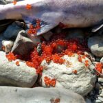 cara mengolah telur ikan