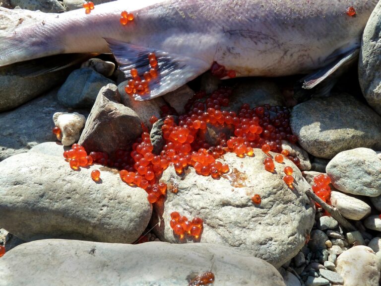 cara mengolah telur ikan