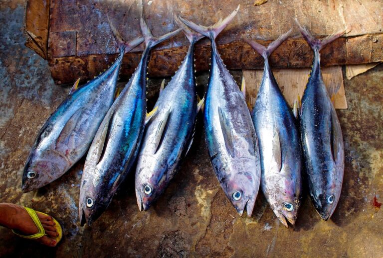 manfaat ikan