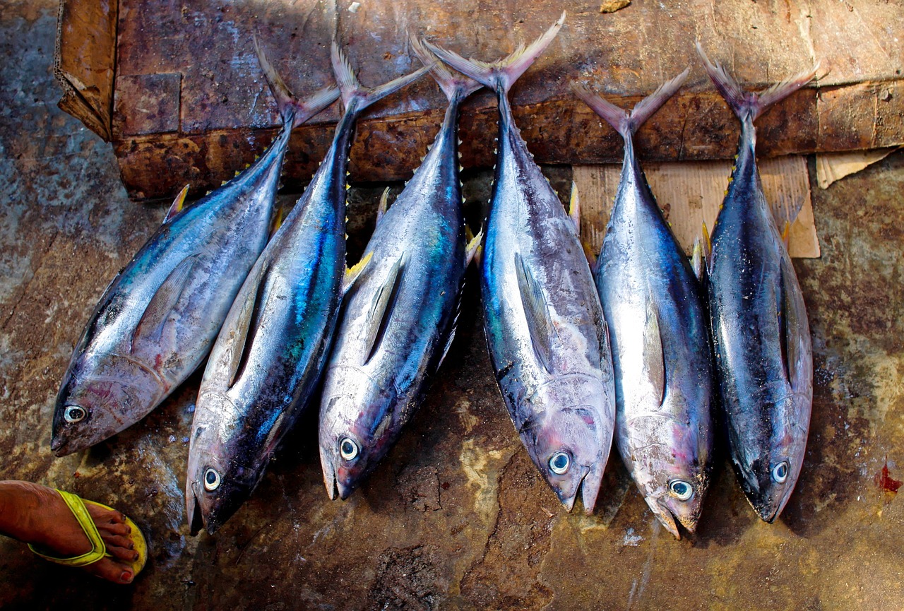 manfaat ikan