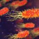 Pengobatan Bakteremia: Mengatasi Infeksi Bakteri dalam Tubuh dengan Tepat