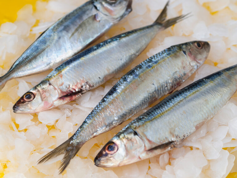 memilih ikan segar