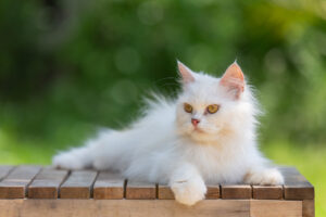 kucing tidak mau makan