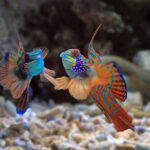 jenis ikan hias