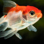 tipe ikan hias