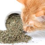 Catnip