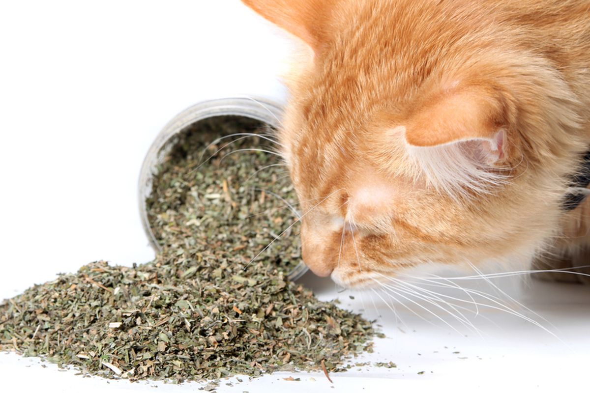 Catnip