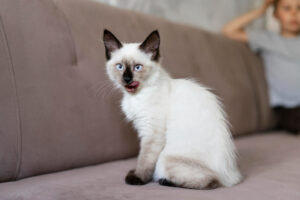 kucing Siam