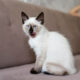 kucing Siam