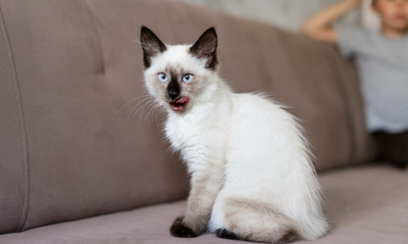 kucing Siam