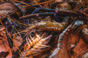 udang