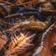 udang