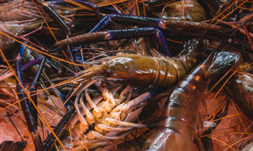 udang