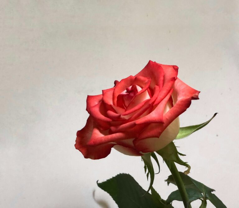 cara merawat bunga mawar