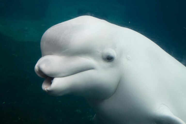 paus beluga