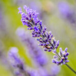Bunga lavender