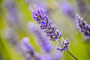 Bunga lavender