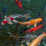 Ikan hias
