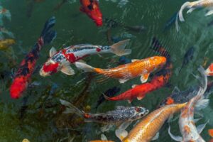 Ikan hias