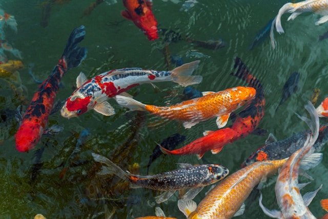 Ikan hias