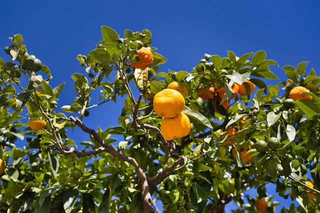bisnis kebun jeruk